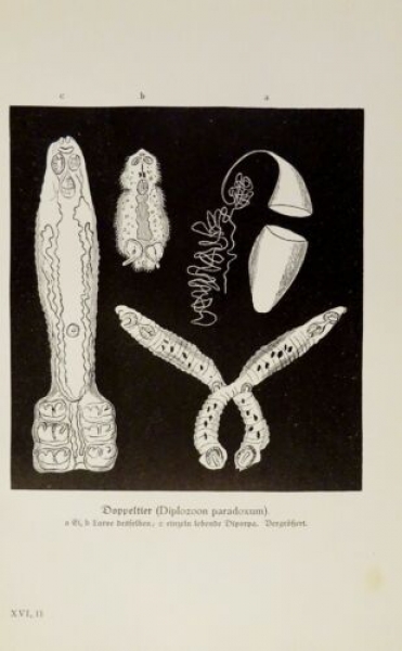 1926 - Doppeltier (Diplozoon paradoxum) - alter Druck